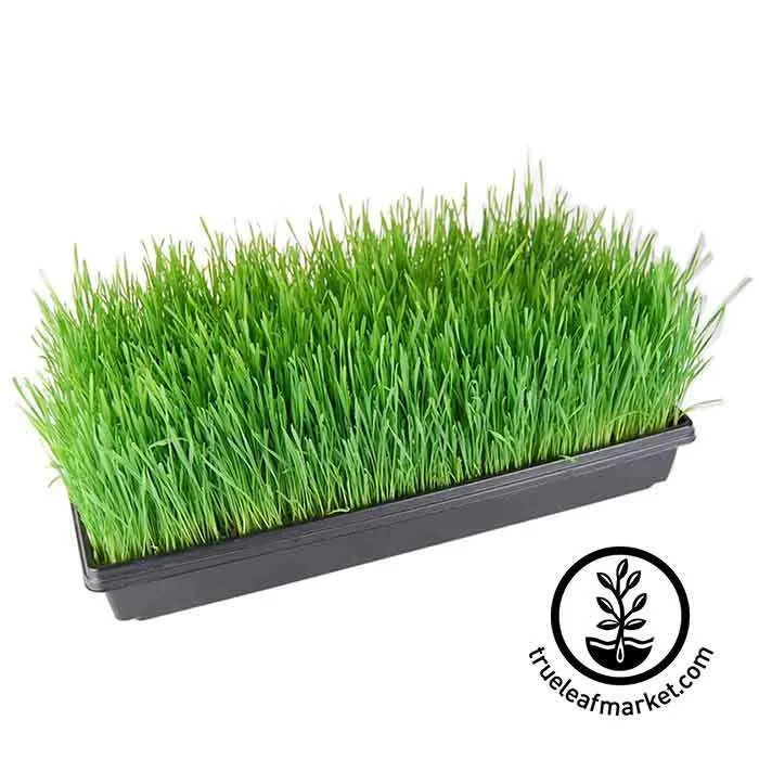 10 x 20 Growing Trays WITH Drain Holes